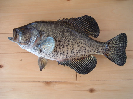 CRAPPIE