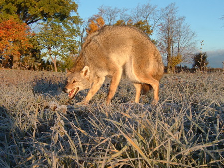 coyote hump back