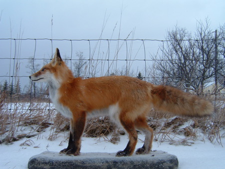 RED FOX STANDING