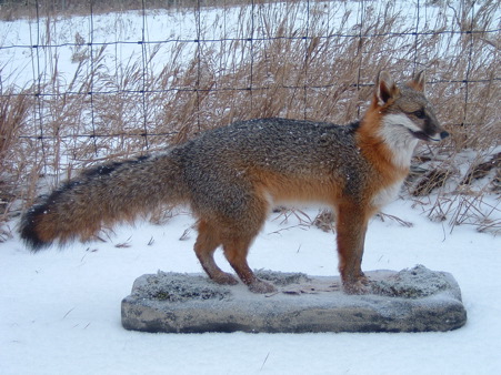 GREY FOX