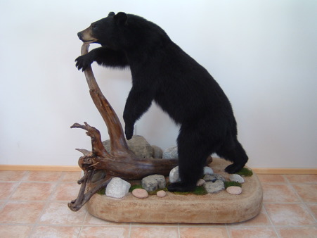 1:2 UPRIGHT BEAR