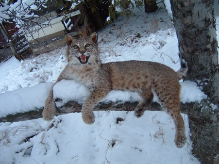 BOBCAT