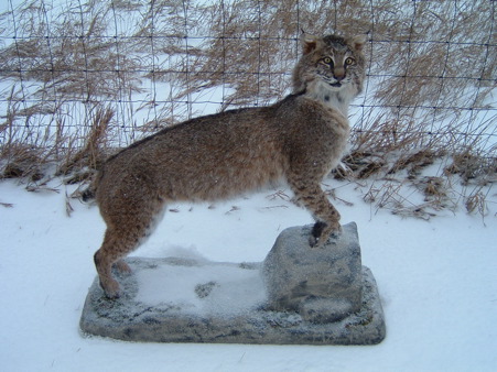 BOBCAT UPRIGHT