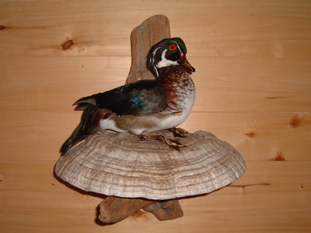 WOOD DUCK